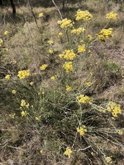 Ozothamnus obcordatus