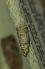 Acrobasis