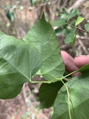 Cissus reniformis
