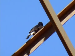 Oenanthe leucura