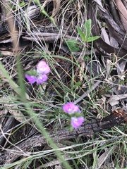 Rostellularia adscendens