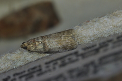 Acrobasis