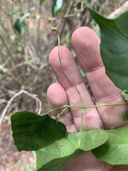 Cissus reniformis