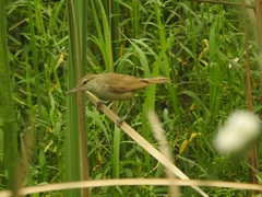 Acrocephalus stentoreus