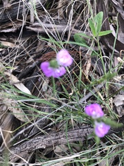 Rostellularia adscendens
