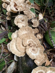 Trametes menziesii
