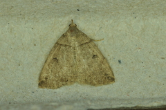 Zanclognatha laevigata