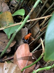 Oophaga pumilio