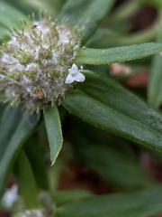 Spermacoce verticillata