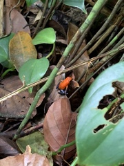 Oophaga pumilio