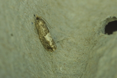 Epinotia trigonella