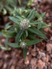 Spermacoce verticillata