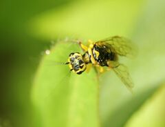 Pamphilius vafer