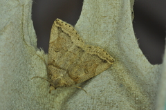 Zanclognatha laevigata