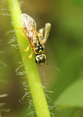 Pamphilius vafer