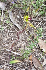 Caladenia verrucosa