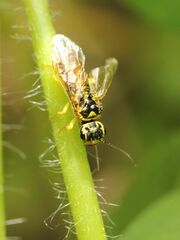 Pamphilius vafer