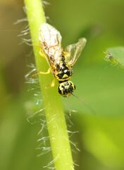 Pamphilius vafer