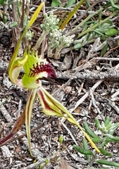 Caladenia verrucosa
