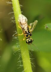 Pamphilius vafer