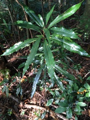 Litsea acuminata
