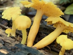 Marasmius rhyssophyllus