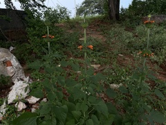 Leonotis nepetifolia