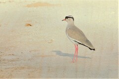 Vanellus coronatus