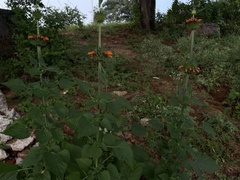 Leonotis nepetifolia