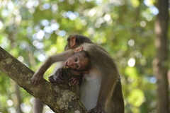 Macaca radiata