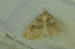 Zanclognatha laevigata