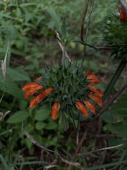 Leonotis nepetifolia