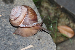 Sphaerospira fraseri