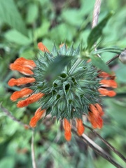 Leonotis nepetifolia
