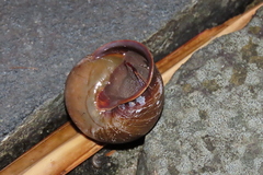 Sphaerospira fraseri