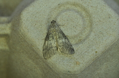 Pococera asperatella