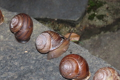 Sphaerospira fraseri