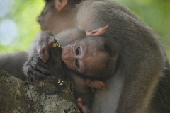 Macaca radiata