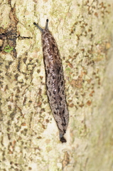 Megapallifera mutabilis