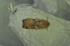 Cryptocala acadiensis