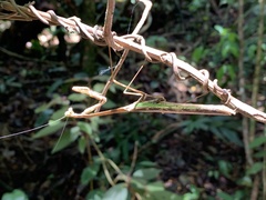 Tauromantis championi