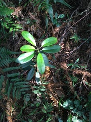 Daphniphyllum oldhami