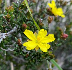 Hibbertia devitata