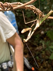 Tauromantis championi