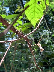 Tauromantis championi