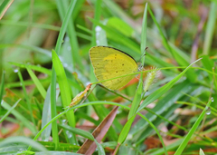 Eurema hecabe