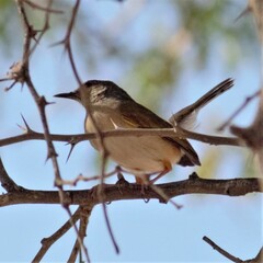 Camaroptera brachyura intercalata