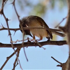 Camaroptera brachyura intercalata