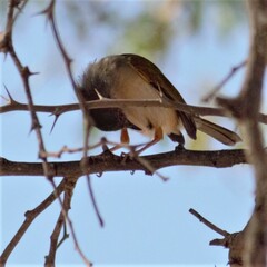 Camaroptera brachyura intercalata