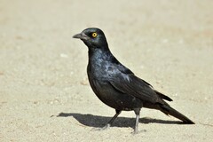 Onychognathus nabouroup